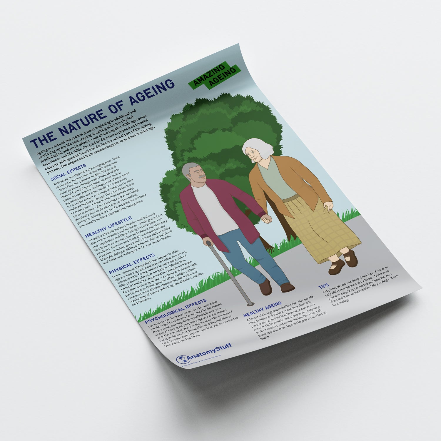 The Nature Of Ageing Chart / Poster