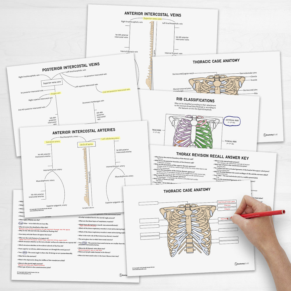 Thorax Anatomy Revision Worksheets (Interactive & Printable PDFs)