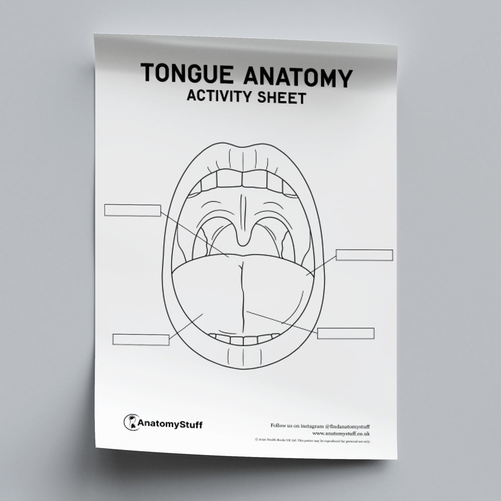 Tongue Anatomy Activity Sheet PDF