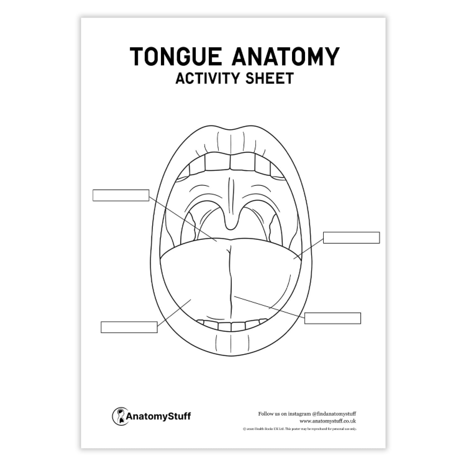 Tongue Anatomy Activity Sheet PDF