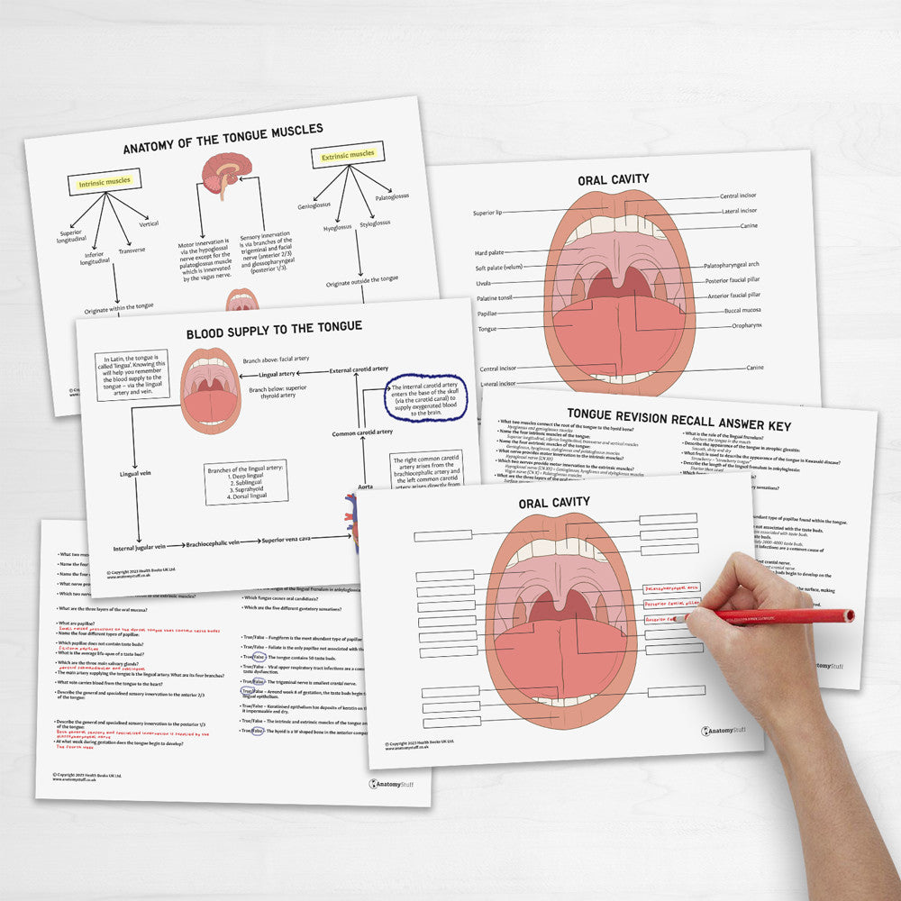Tongue Anatomy Revision Worksheets (Interactive & Printable PDFs)