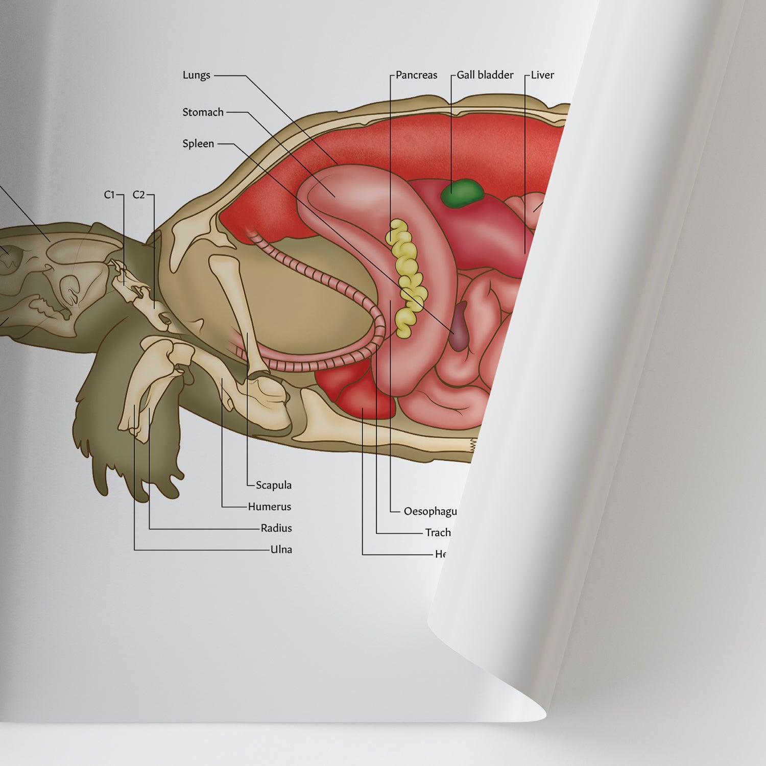 Tortoise Anatomy Chart / Poster