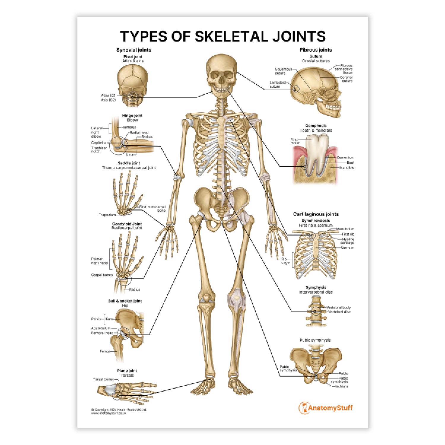 Types of Skeletal Joints (Printable PDF)