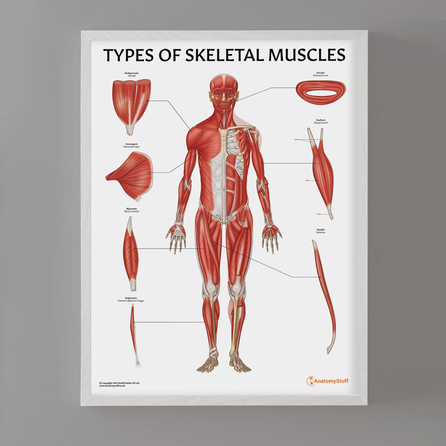 Types of Skeletal Muscles Chart / Poster