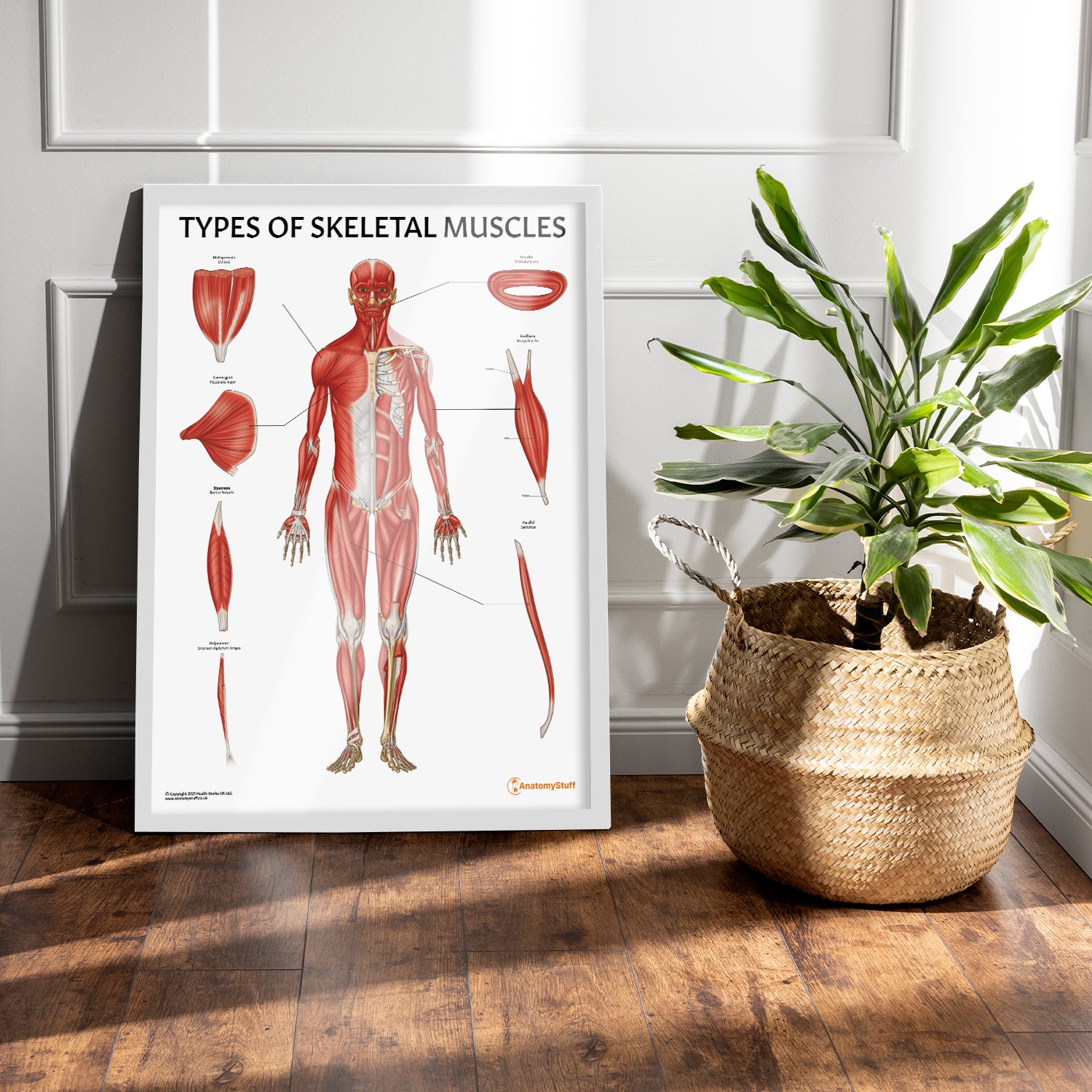 Types of Skeletal Muscles Chart / Poster