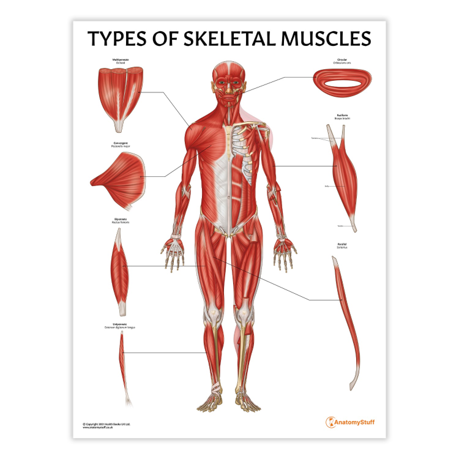 Types of Skeletal Muscles Chart / Poster