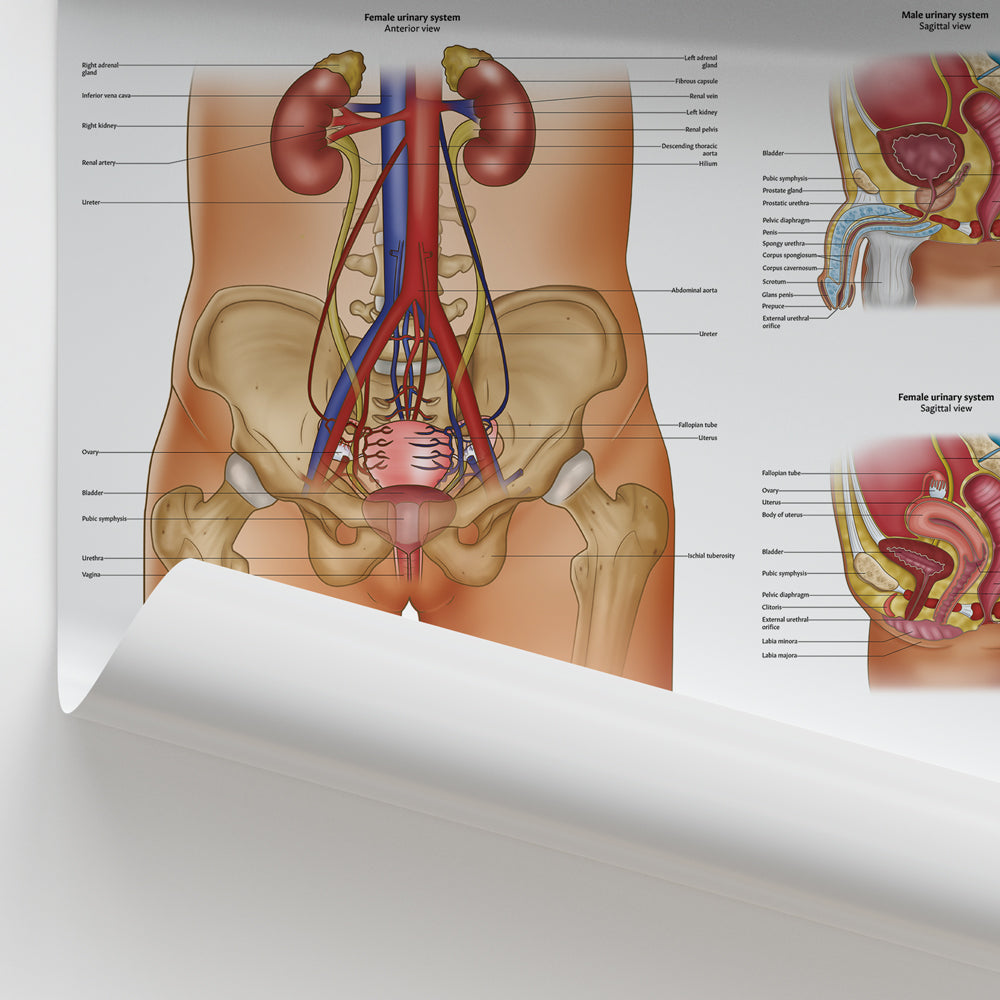 Urinary System Anatomy Chart / Poster