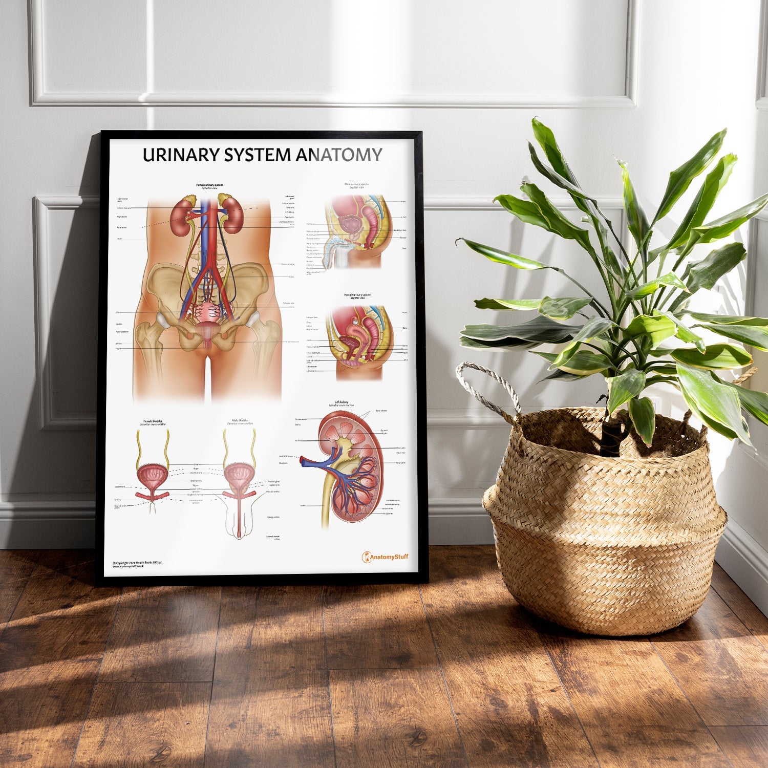 Urinary System Anatomy Chart / Poster
