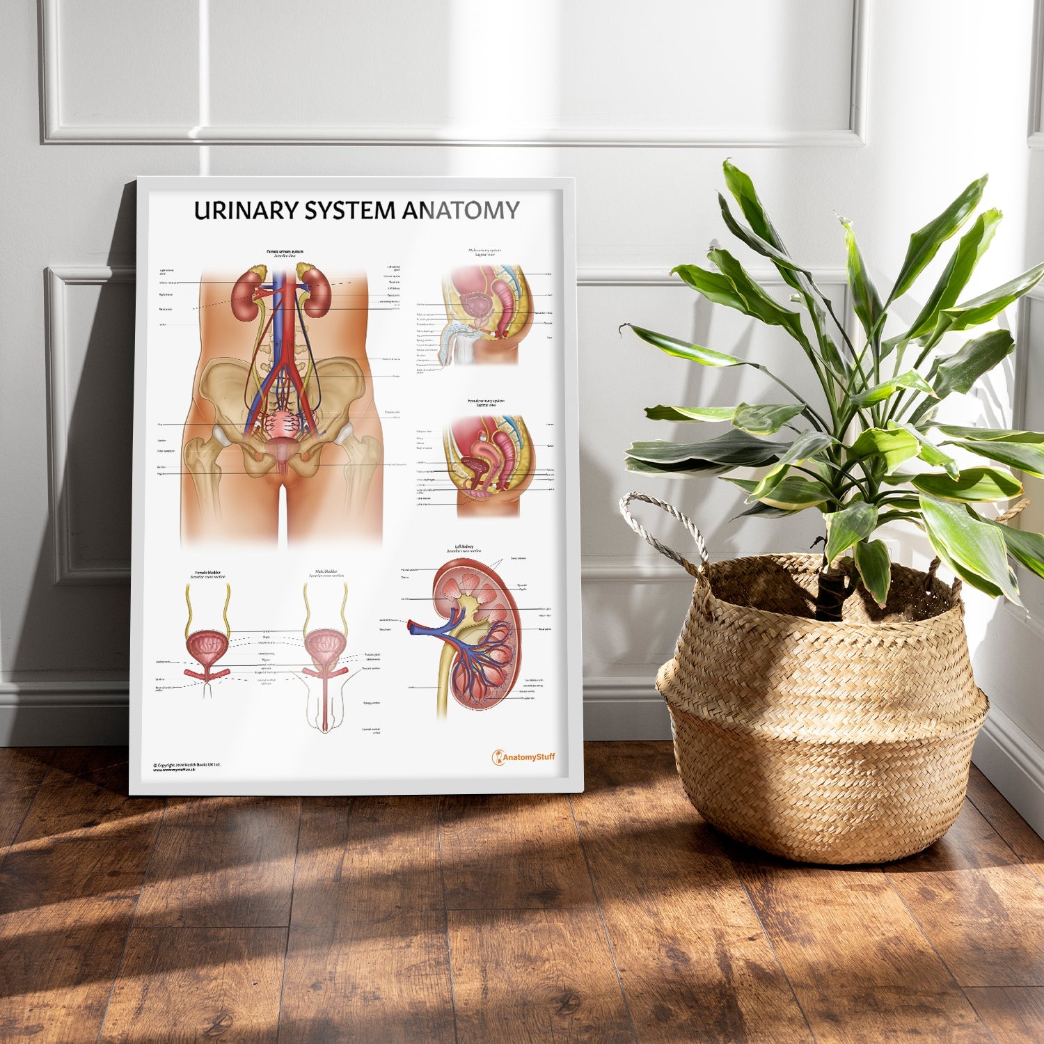 Urinary System Anatomy Chart / Poster