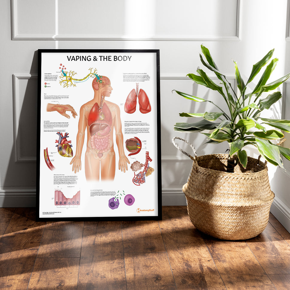 Vaping and The Body Chart / Poster