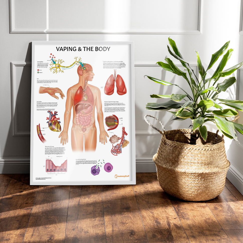 Vaping and The Body Chart / Poster