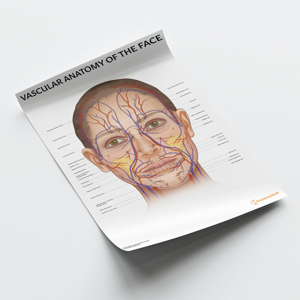 Vascular Anatomy of the Face Chart / Poster