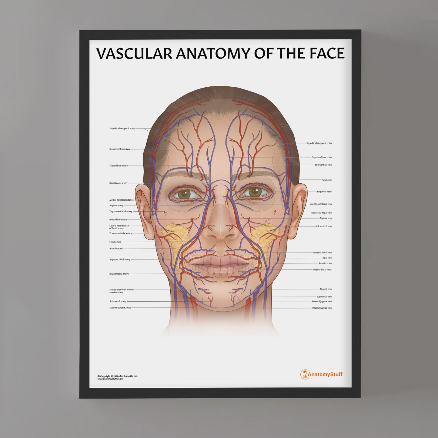 Vascular Anatomy of the Face Chart / Poster