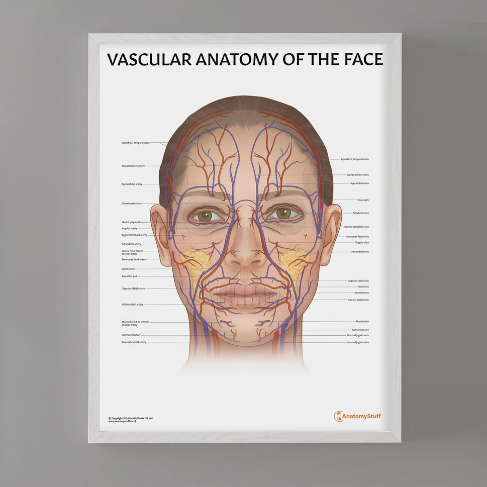 Vascular Anatomy of the Face Chart / Poster