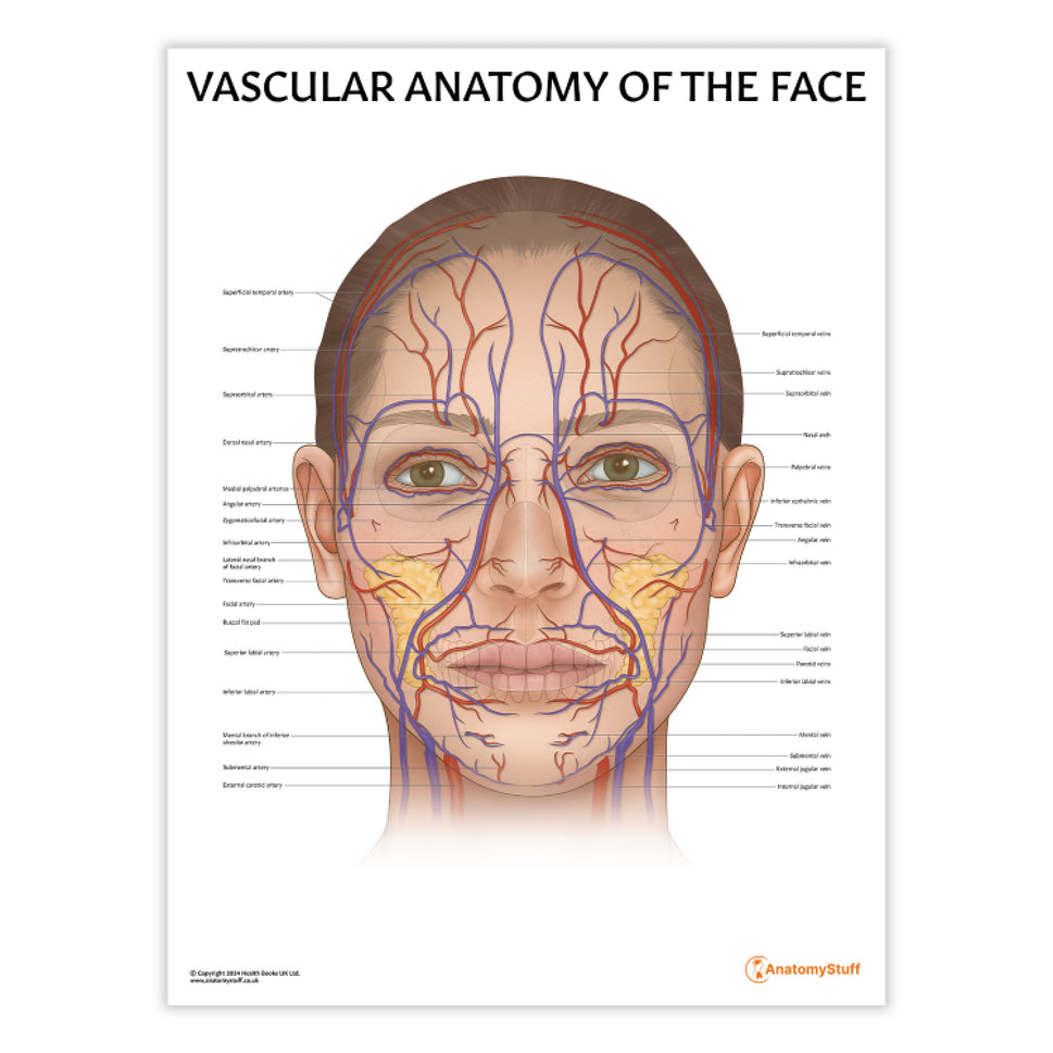 Vascular Anatomy of the Face Chart / Poster