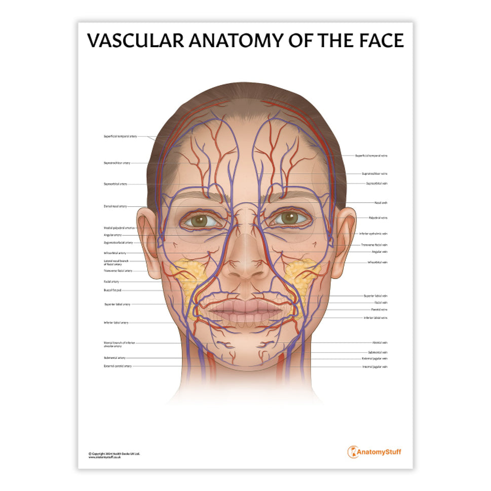 Vascular Anatomy of the Face Chart / Poster