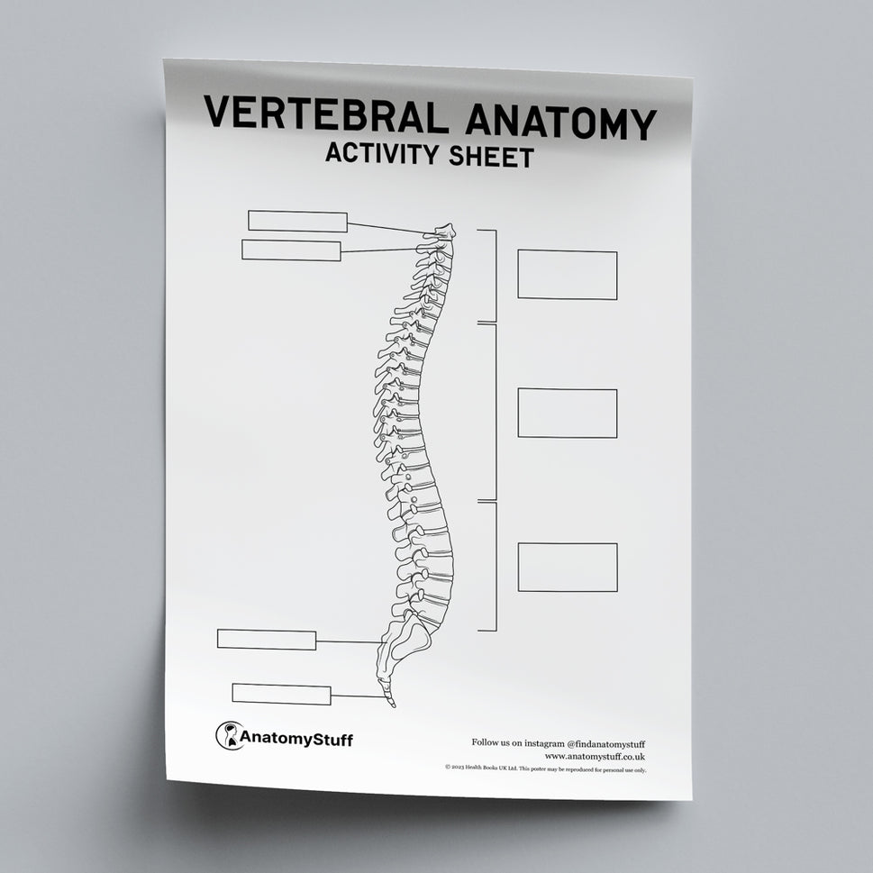 Vertebral Anatomy Activity Sheet PDF