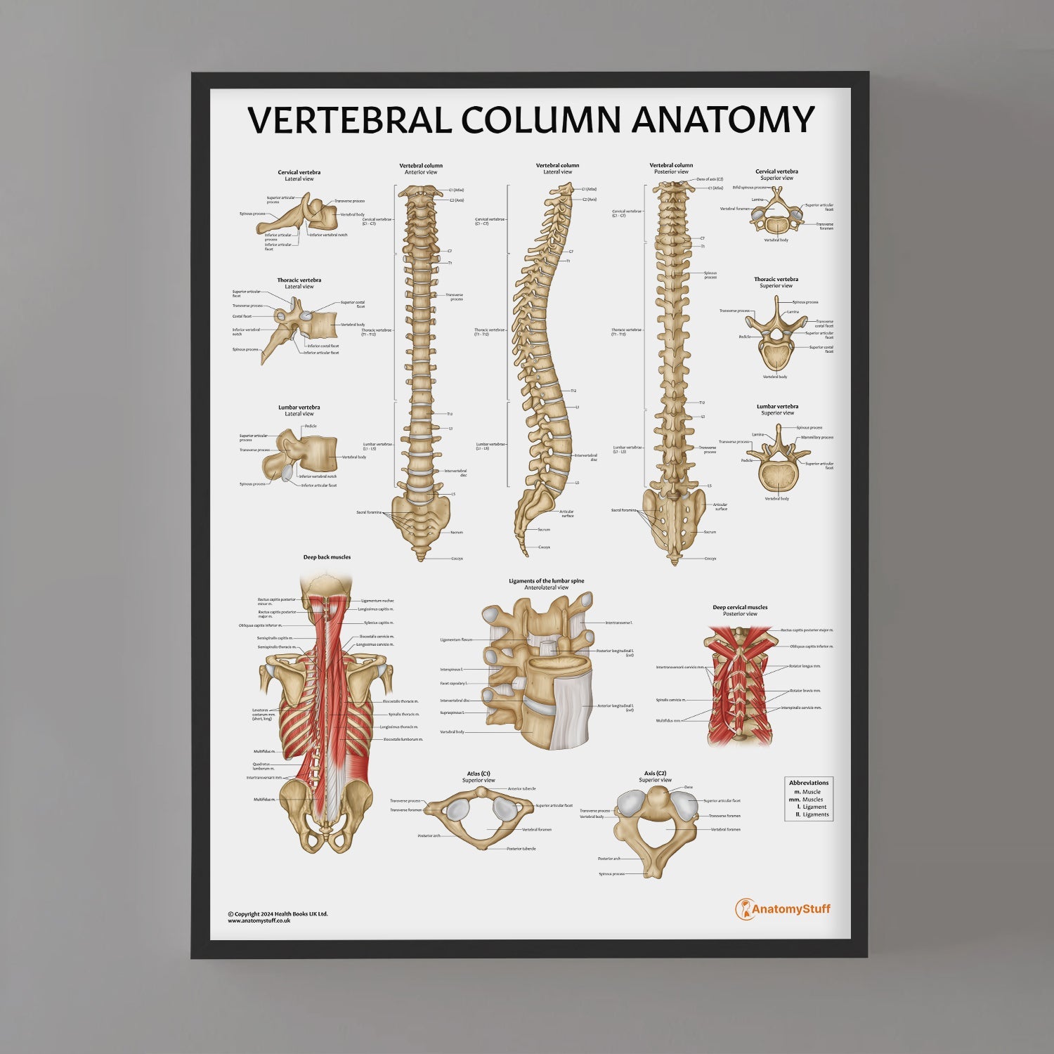 Vertebral Column Anatomy Chart / Poster