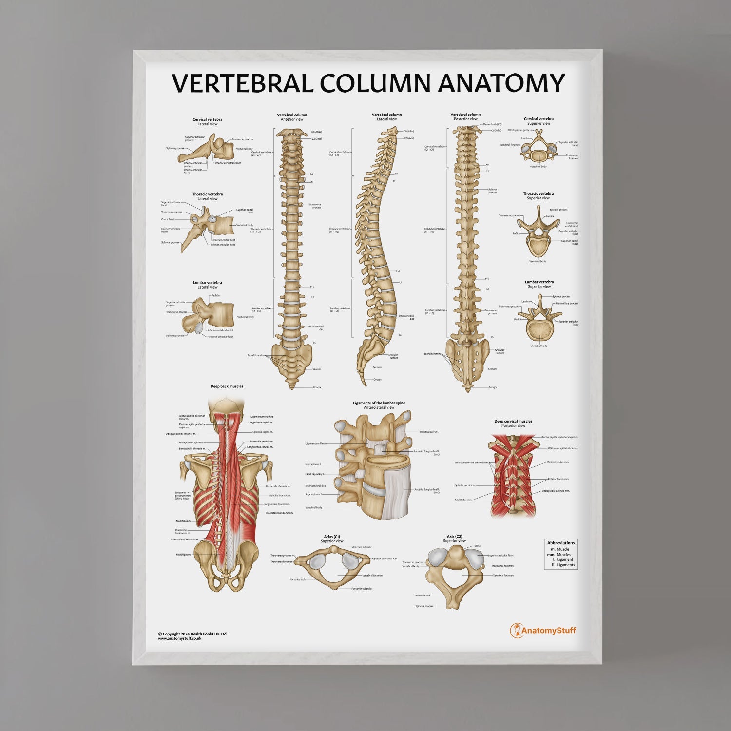 Vertebral Column Anatomy Chart / Poster