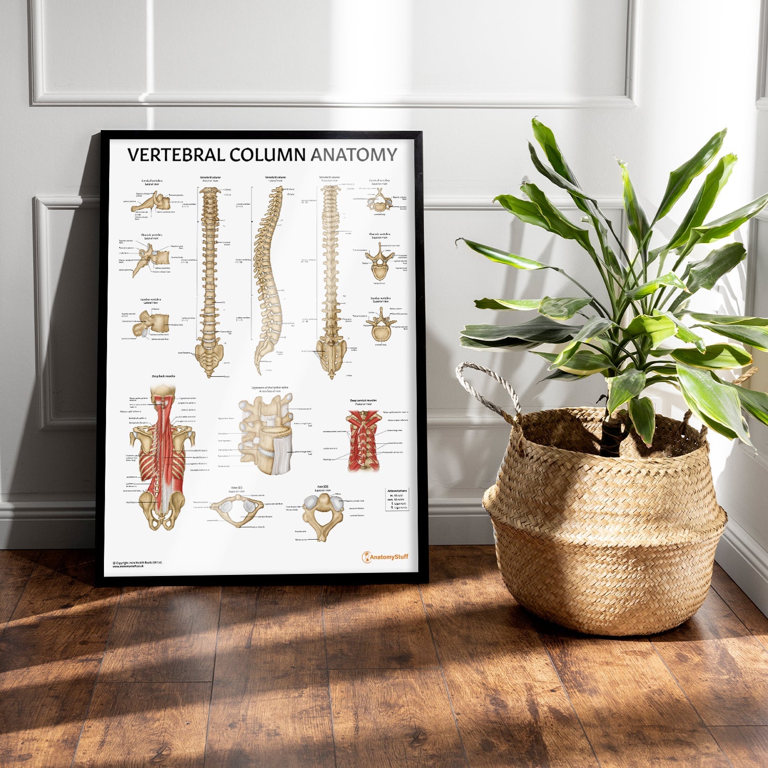 Vertebral Column Anatomy Chart / Poster
