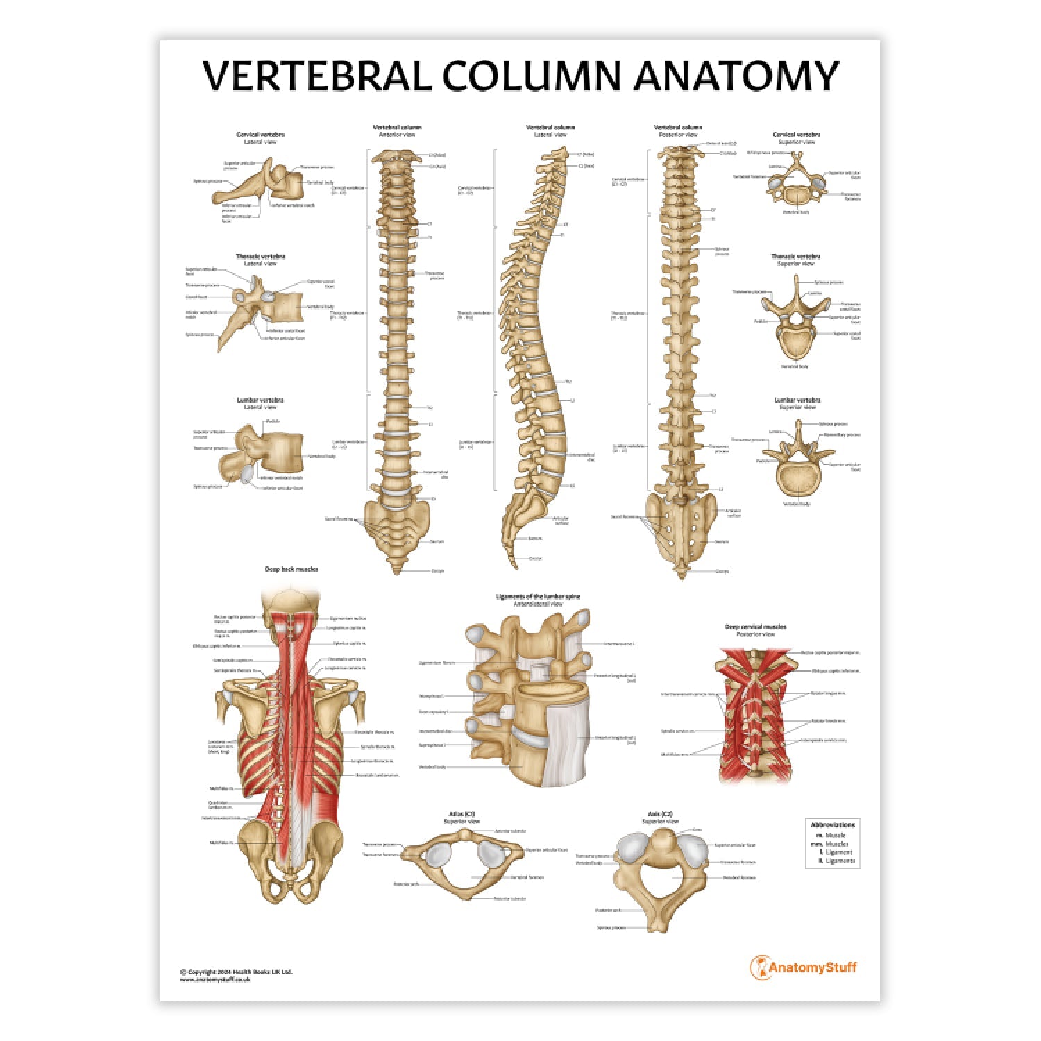 Vertebral Column Anatomy Chart / Poster