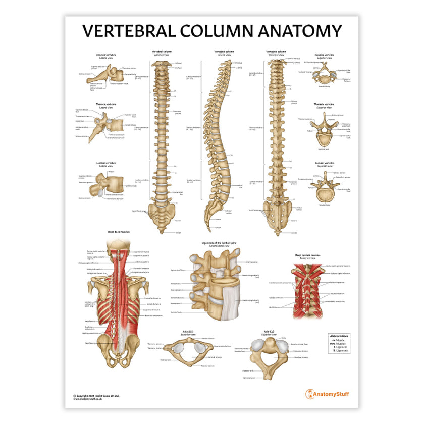 Vertebral Column Anatomy Chart / Poster