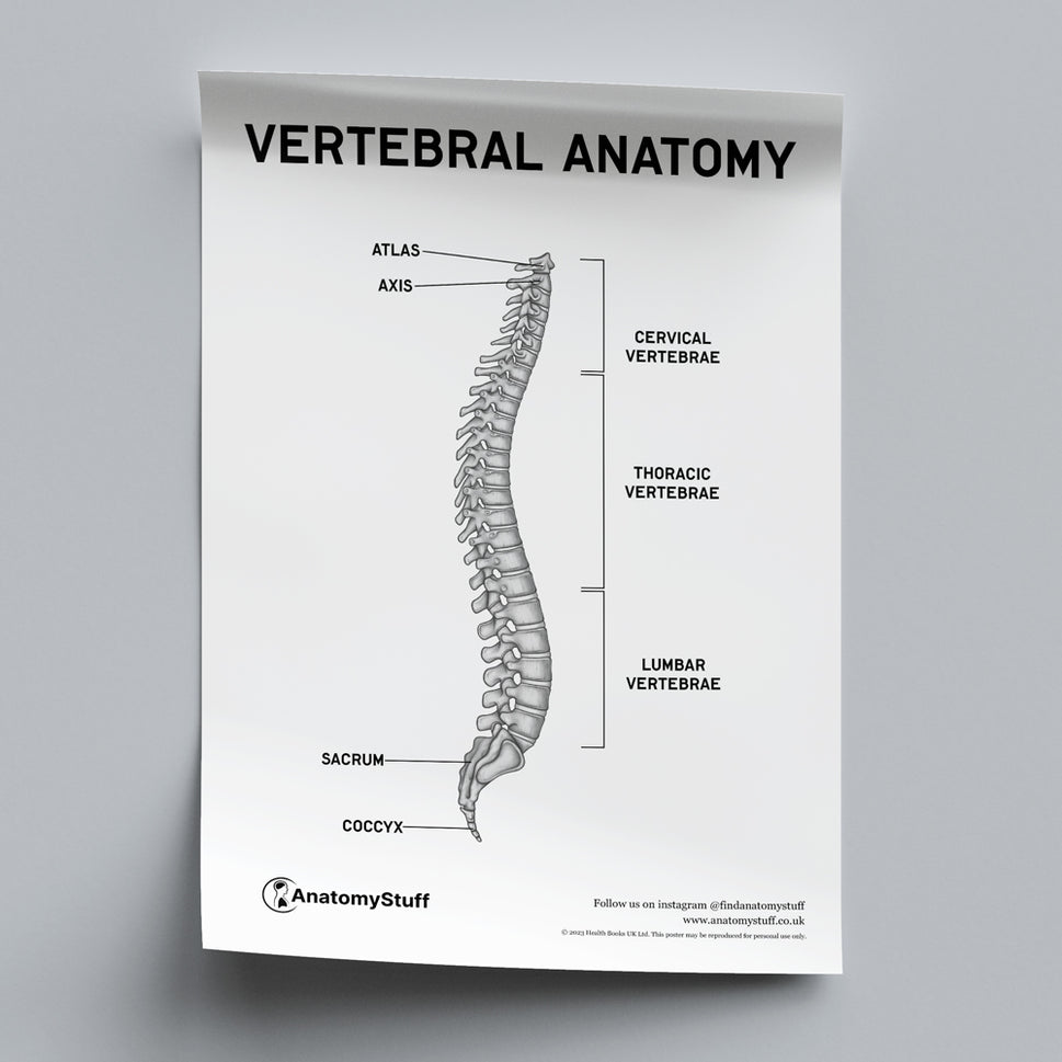 Vertebral Anatomy Poster PDF