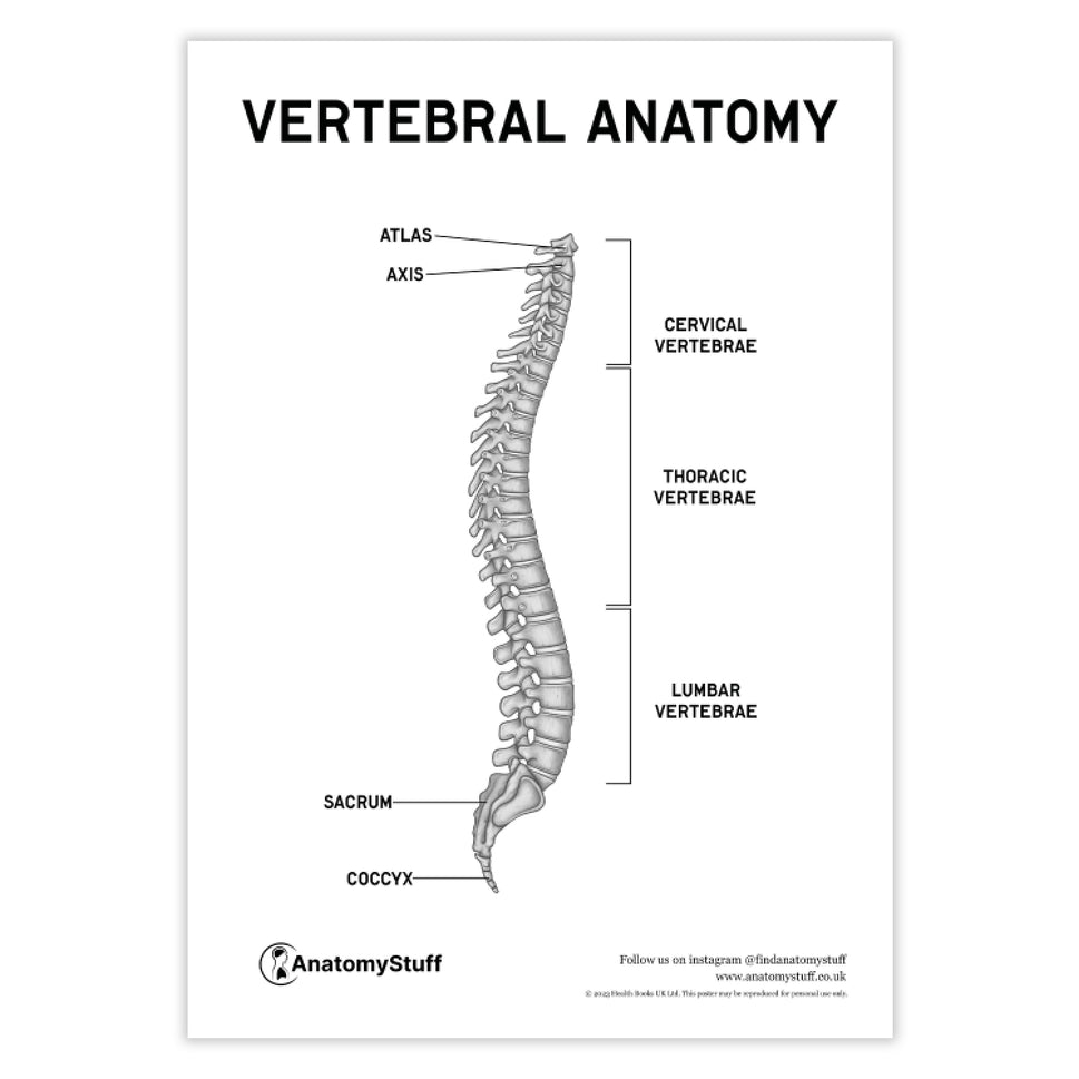 Vertebral Anatomy Poster PDF