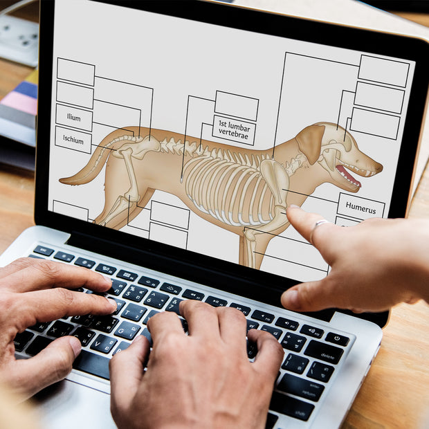 <strong>Animal Anatomy Worksheets</strong>