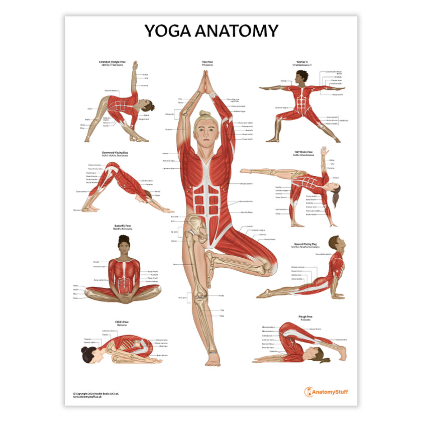 Yoga Anatomy Chart / Poster