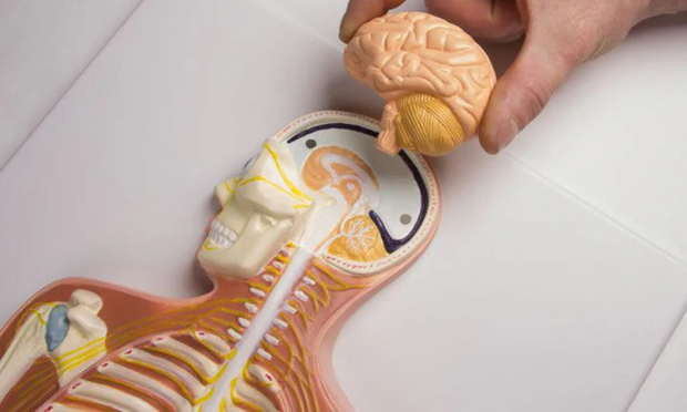 The Autonomic Nervous System