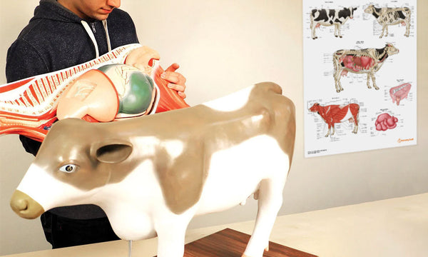 Cow (Bovine) Anatomy