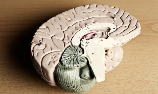 Brain Anatomy