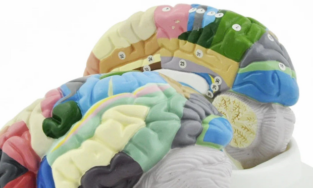 The Brodmann Brain