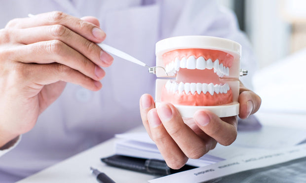 Dental Anatomy