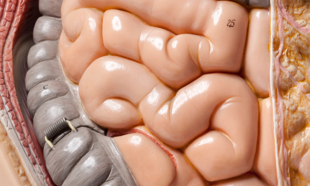The Digestive System