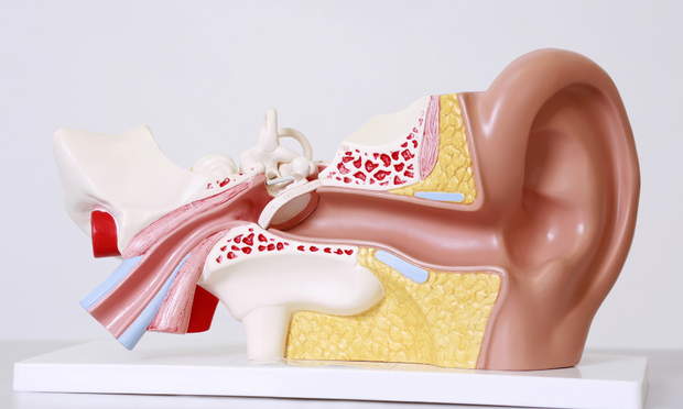 Ear Anatomy