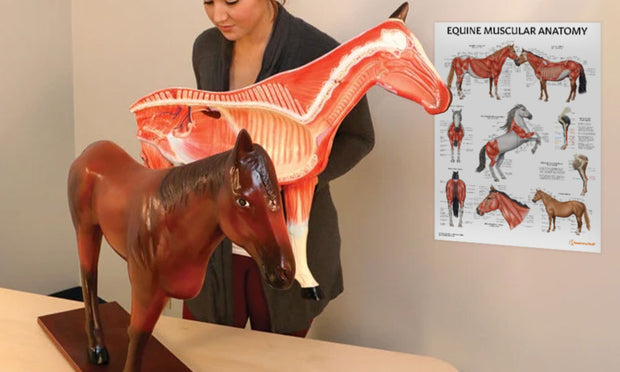 Horse (Equine) Anatomy