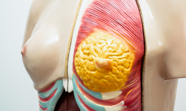 Female Breast Anatomy