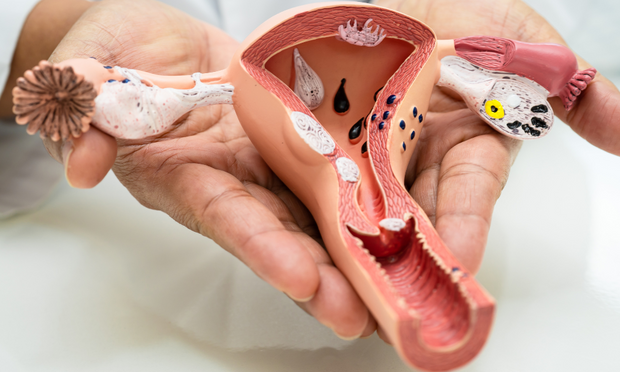 The Female Reproductive System