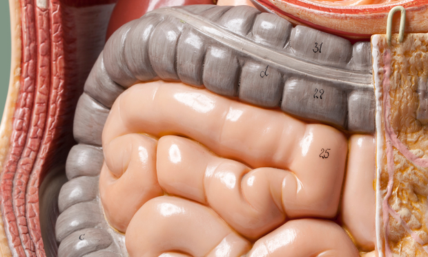 Gastrointestinal Tract Anatomy Revision Guide