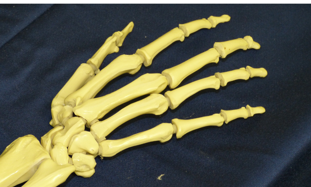 Hand & Wrist Anatomy Revision Guide