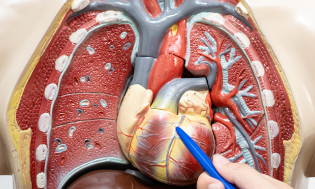 Heart Anatomy