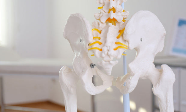 Hip Anatomy