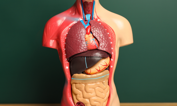 Internal Organ Anatomy