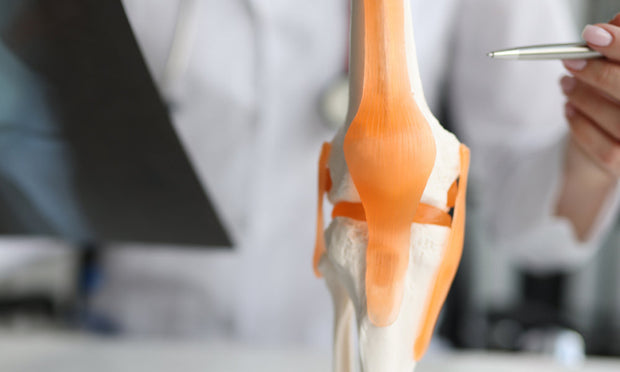 Knee Anatomy