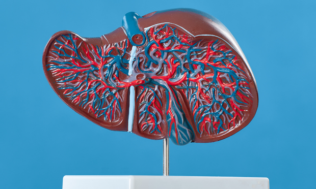 Liver Anatomy