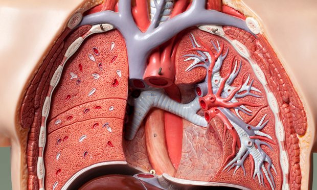 Lungs & Respiratory System Anatomy