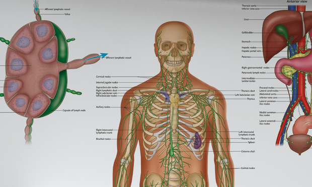 Lymphatic System Anatomy Revision Guide