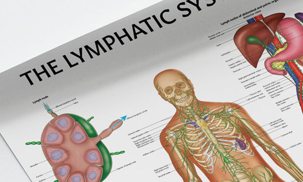 The Lymphatic System